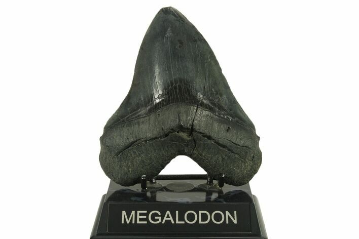 Serrated, Fossil Megalodon Tooth - South Carolina #383187